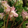 columbine (Aquilegia bertolonii (Columbine))
