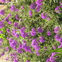 Verbena (verbena imagination ( I think ))