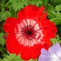 anemone (anemone)