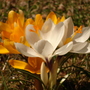 crocus (crocus)