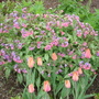lungwart in my yard. (pulmonia)