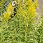 golden rod (Solidago canadensis (Canadian Golden Rod))