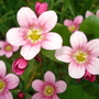 saxifraga (saxifraga)
