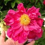 peony bloom (peony)