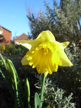 Narcissus 'Cedric Morris' 2 (Narcissus 'Cedric Morris')