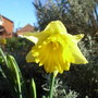 Narcissus__cedric_morris__2