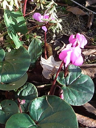 Cyclamen repandum (Cyclamen repandum)