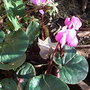 Cyclamen_repandum