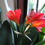 Clivia, everblooming... (Clivia)