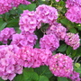 Love the long lasting colour! (Hydrangea)