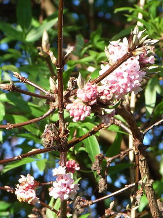Viburnum x bodnantense 'Dawn' (Viburnum x bodnantense 'Dawn')
