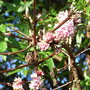 Viburnum_x_bodnantense__dawn_