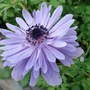 anemone (aneomone)