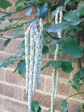 Garrya elliptica 'James Roof' (Garrya elliptica 'James Roof')
