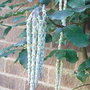 Garrya_elliptica__james_roof_