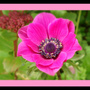 ANEMONE.