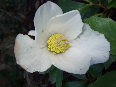 Christmas Rose in bloom (Hellebore Niger)
