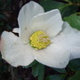Christmas_rose