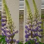 lupine. (lupin)