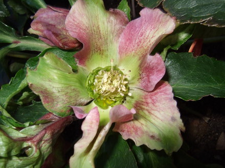 Hellebore bloom (Helleborus orientalis (Lenten rose))