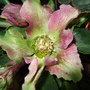 Helleborus orientalis (Lenten rose)
