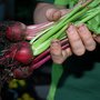 Beetroot Harvest (Beta vulgaris (Beetroot))