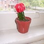 M'little Man (hylocereus undatus, gymnocalycium)