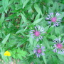 Perennial Cornflower (Centaurea montana)