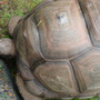 Giant tortoise Linton Zoo