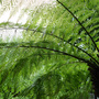 Tree Fern Linton Zoo