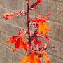 Lobelia 'Queen Victoria'