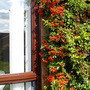 Pyracantha Sept