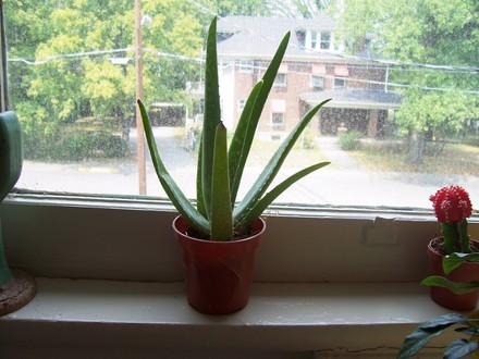Aloe Guvnah! (Aloe vera (Aloe))
