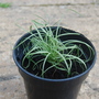 Carex comans 'Amazon mist' (Carex comans 'Amazon Mist')