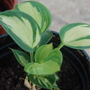Hosta 'great expectations' (Hosta 'Great expectations')