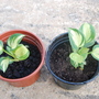 Two Hosta 'great expectations' (Hosta 'Great expectations')