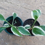 Hosta 'patriot' (Hosta 'Patriot')