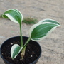 Hosta 'patriot' (Hosta 'Patriot')