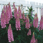 lupines