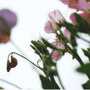 SWEET PEAS.