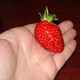 strawberry.