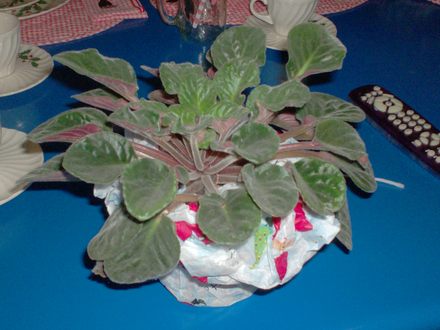 African Maiden (saintpaulia ionantha)