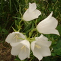 white clips. 