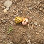 snail.