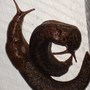 slugs