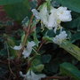 Lonicera_x_purpusii__winterbeauty_
