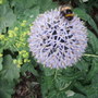 Allium