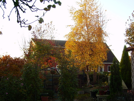 A garden flower photo