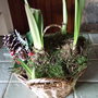 Amaryllis__christmas_carol_
