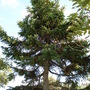 Tree.